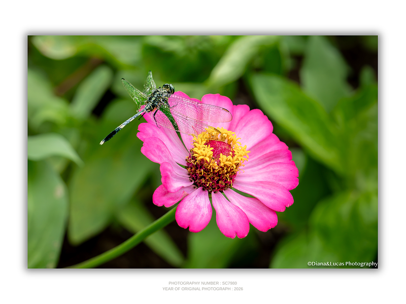 THE ONE - WILDLIFE & NATURE - "Dragonfly" - LIMITED EDITION 5 of 5