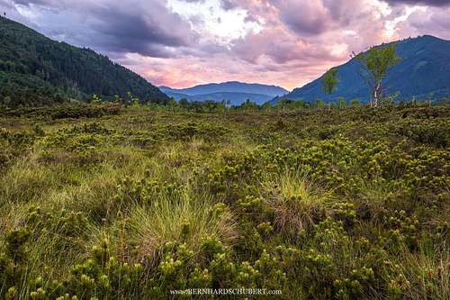 Peatland