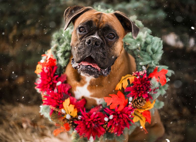 Let's Bark About It: Giving Tuesday 2025