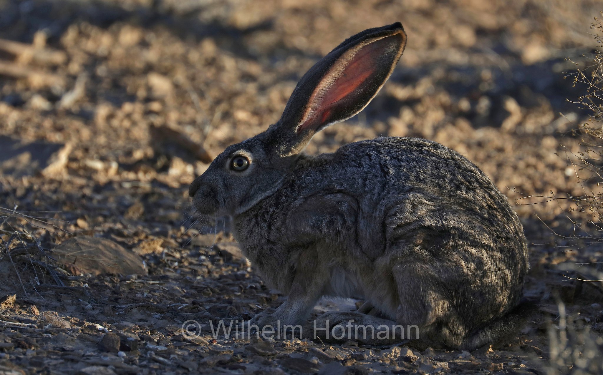 Lepus californicus, black-tailed jackrabbit, American desert hare, Eselhase, Kalifornischer Eselhase, lepre californiana, lepre dalla coda nera, Glen Canyon National Recreation Area, Utah, USA