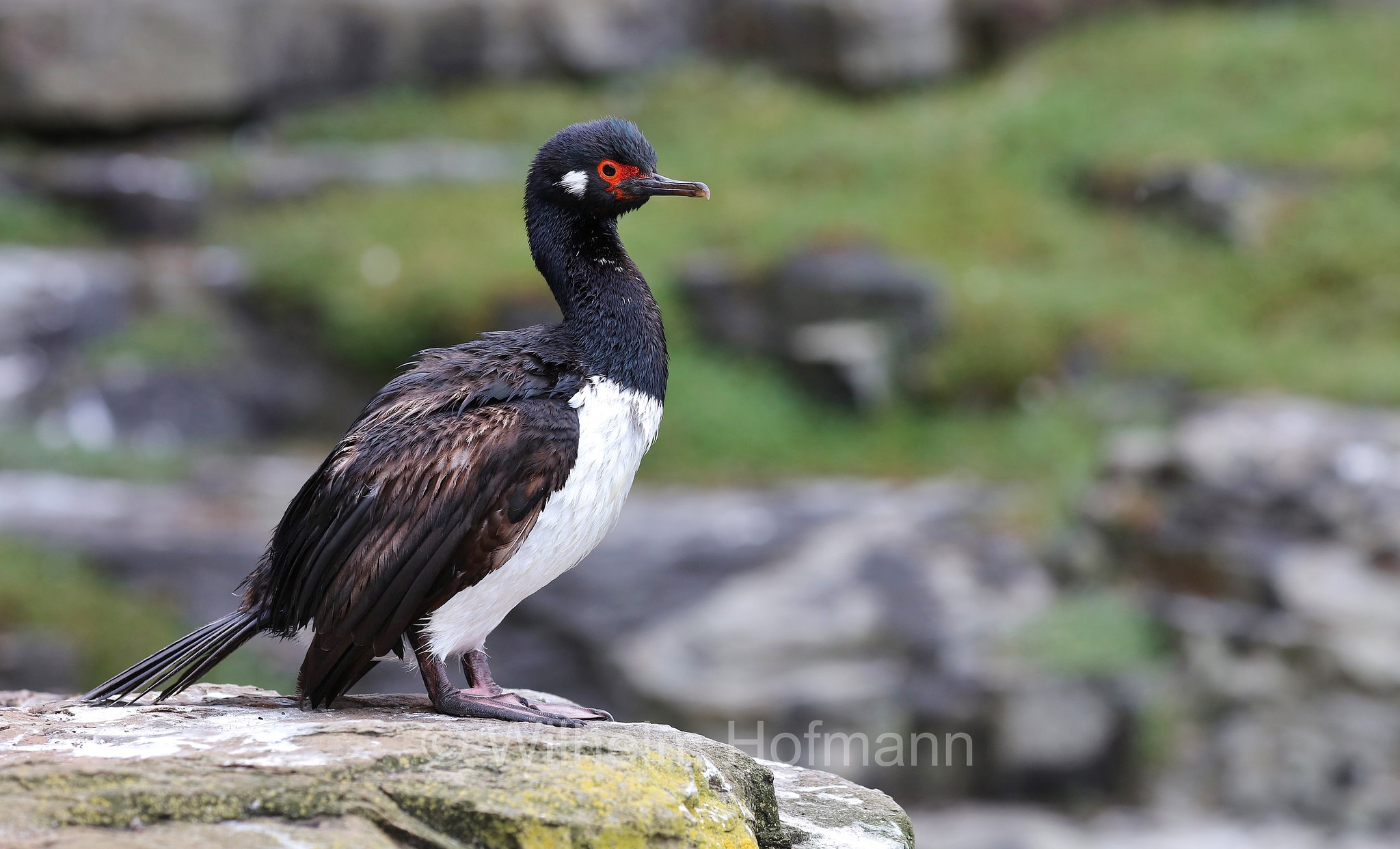 rock shag, Felsenscharbe, cormorano di Magellano, Leucocarbo magellanicus, Bleaker Island, Isla María, Falkland Islands, Falklandinseln, Isole Falkland
