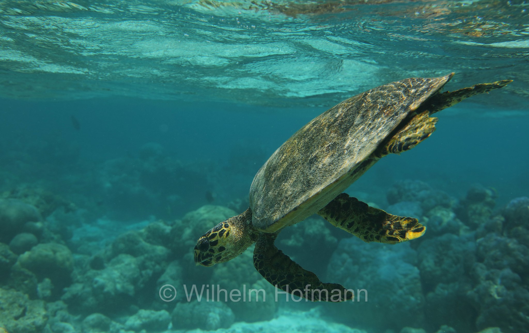 hawksbill sea turtle, Echte Karettschildkröte, tartaruga embricata, Eretmochelys imbricata, Maldives, Malediven, Maledive, Fihalhohi Island Resort