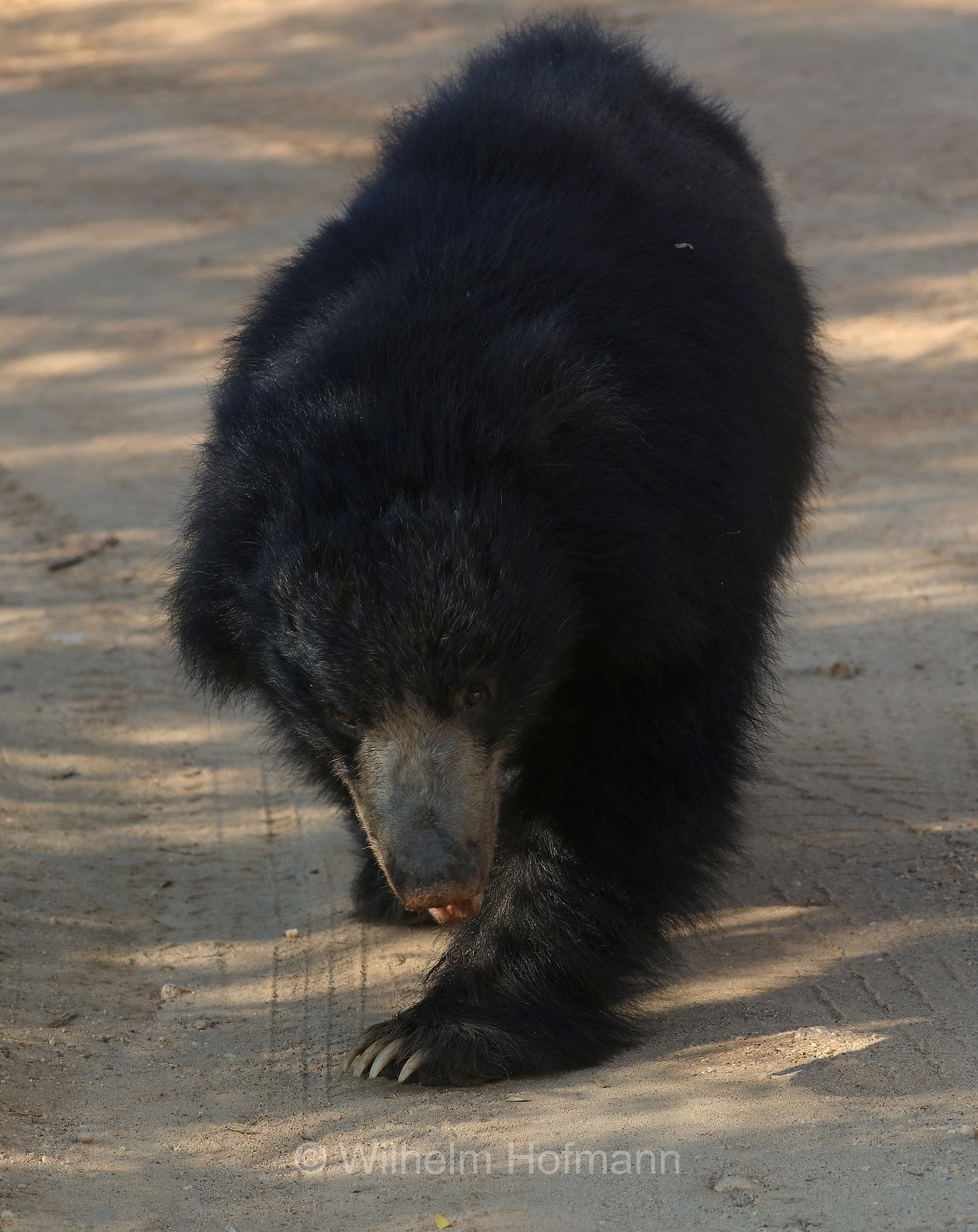 sloth bear, Indian bear, Lippenbär, orso labiato, orso giocoliere, Melursus ursinus, Sri Lanka, Yala National Park, Yala Nationalpark, Parco nazionale di Yala