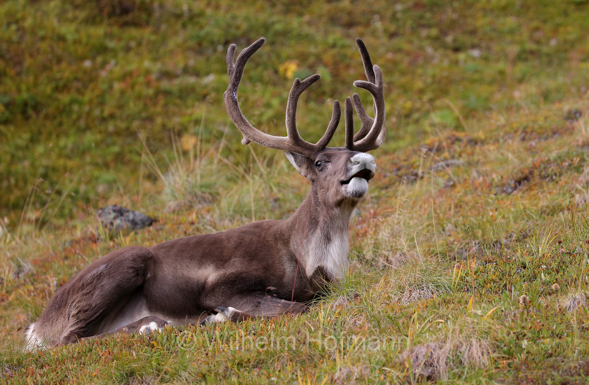 Rangifer tarandus granti, Grant's caribou, Grant-Karibu, Grant's-Karibu, caribù di Grant, Thorofare Pass, Denali National Park, Denali National Park and Preserve, Denali-Nationalpark, Parco nazionale del Denali, Alaska, USA