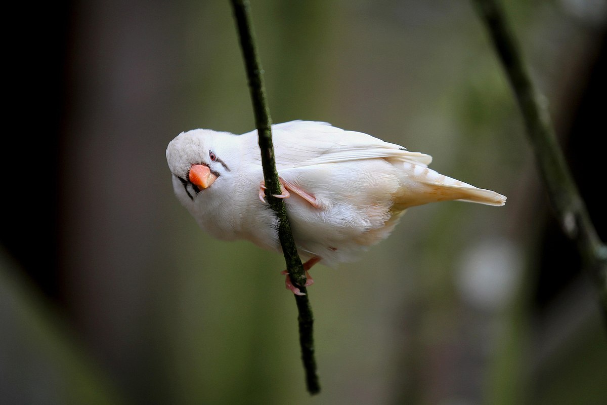 Zebra Finch