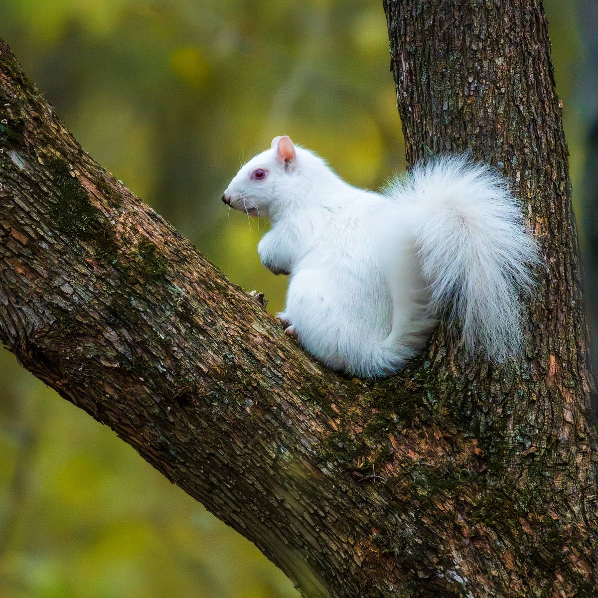 Albino Squirrel Resting in Tree Notch &mdash; Rare Wildlife Encounte