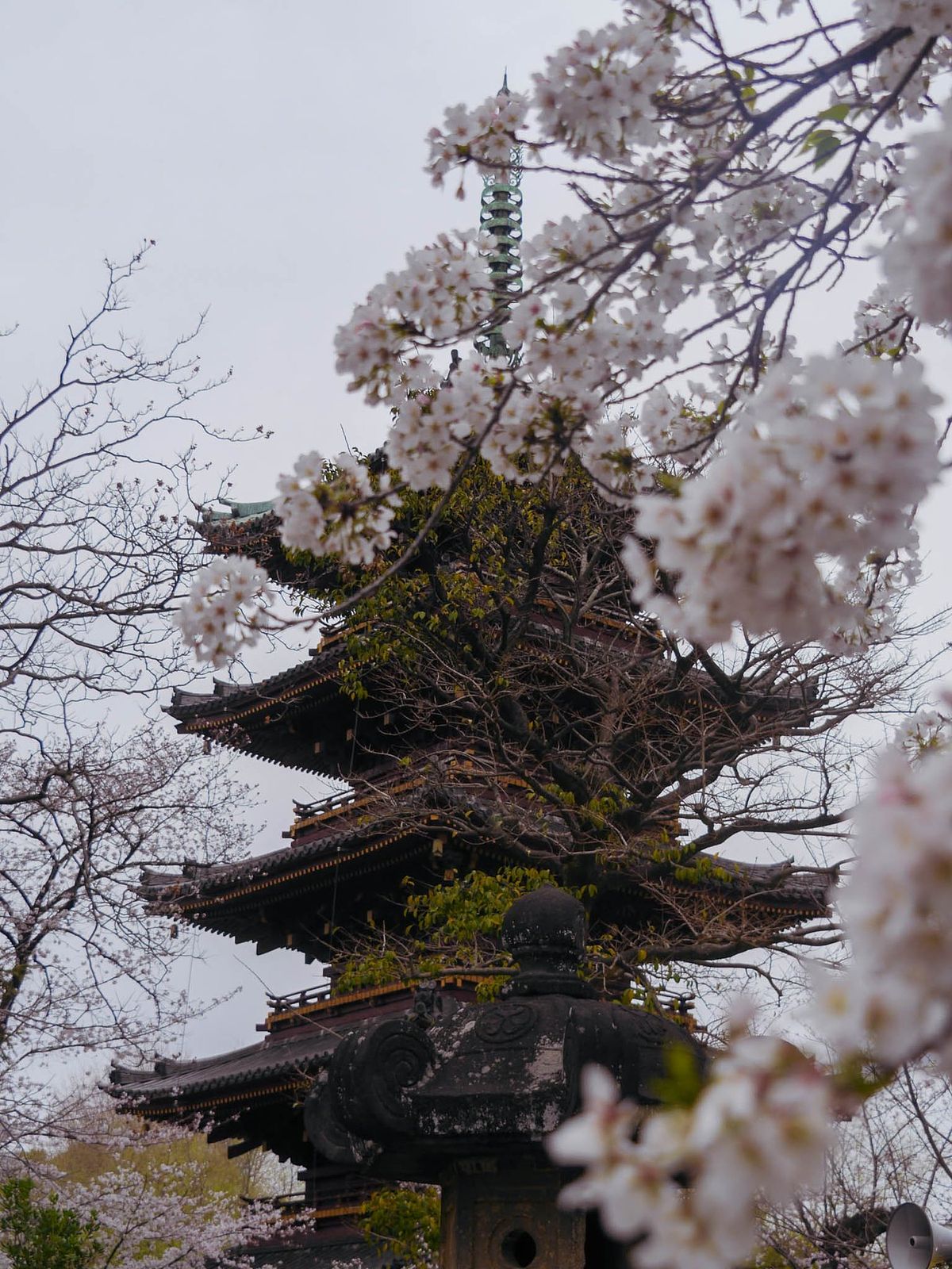 La pagode d Ueno sous les cerisiers en fleurs
