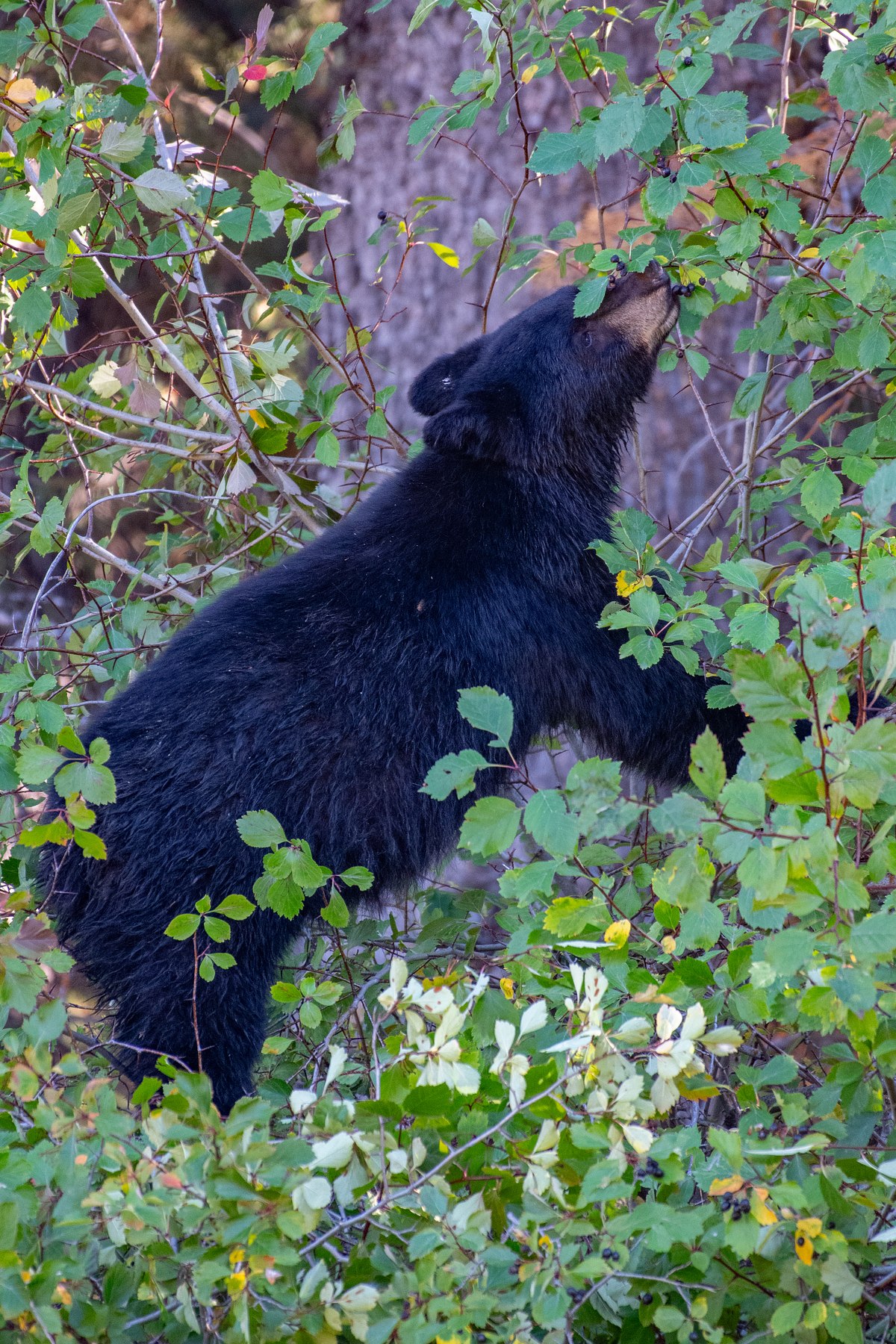 Acrobatic-Bear