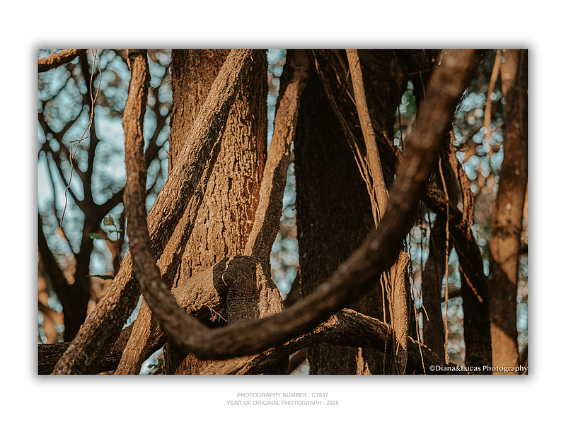 THE ONE - LINES & SHAPES - "The Twist" - LIMITED EDITION 5 of 5