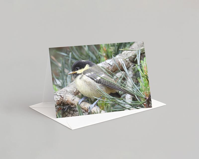 Bird Card Pack