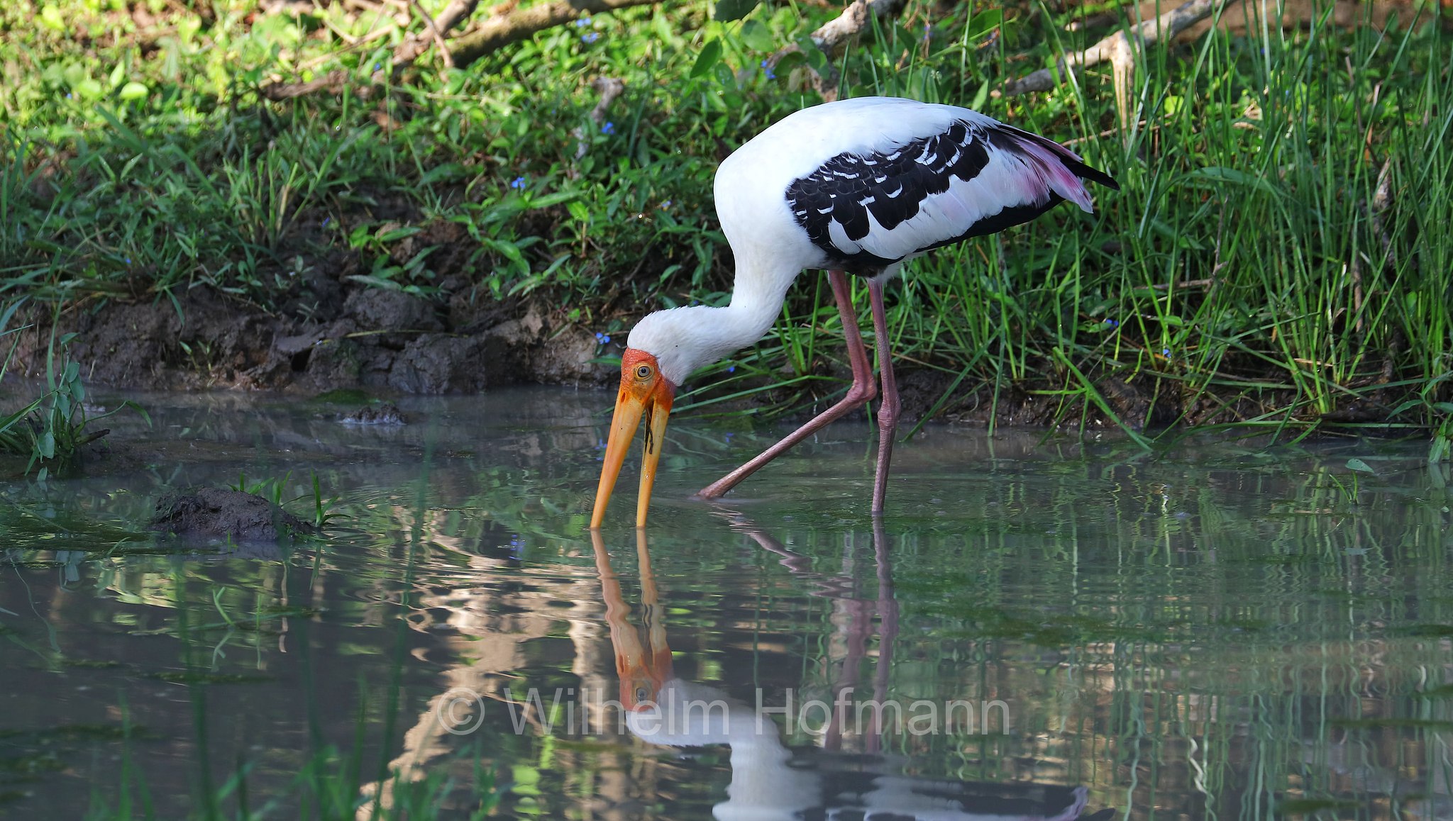 painted stork, Buntstorch, tantalo variopinto, Mycteria leucocephala, Sri Lanka, Yala National Park, Yala Nationalpark, Parco nazionale di Yala