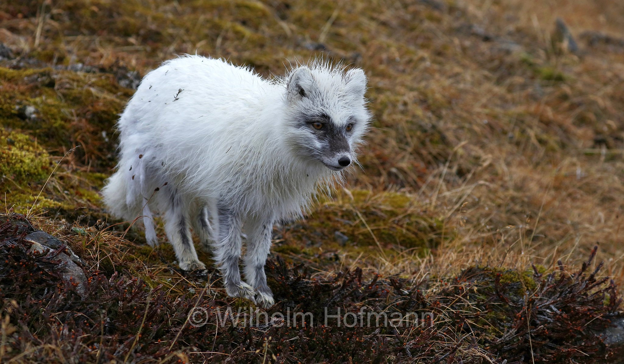 Vulpes lagopus, Alopex lagopus, Arctic fox, white fox, polar fox, snow fox, Polarfuchs, Schneefuchs, Eisfuchs, volpe artica, Björndalen Valley, Svalbard, Spitzbergen, Norway, Norwegen, Norvegia