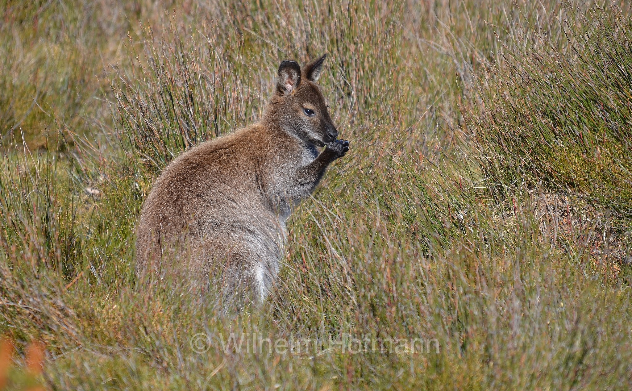 red-necked wallaby, Bennett's wallaby, Rotnackenwallaby, Bennett-Wallaby, Bennett-Känguru, wallaby dal collo rosso, wallaby di Bennet, Notamacropus rufogriseus, Cradle Mountain National Park, Cradle Mountain-Lake St Clair National Park, Cradle-Mountain-Lake-St.-Clair-Nationalpark, Parco nazionale del monte Cradle-lago St Clair, Tasmania, Tasmanien, Australia, Australien