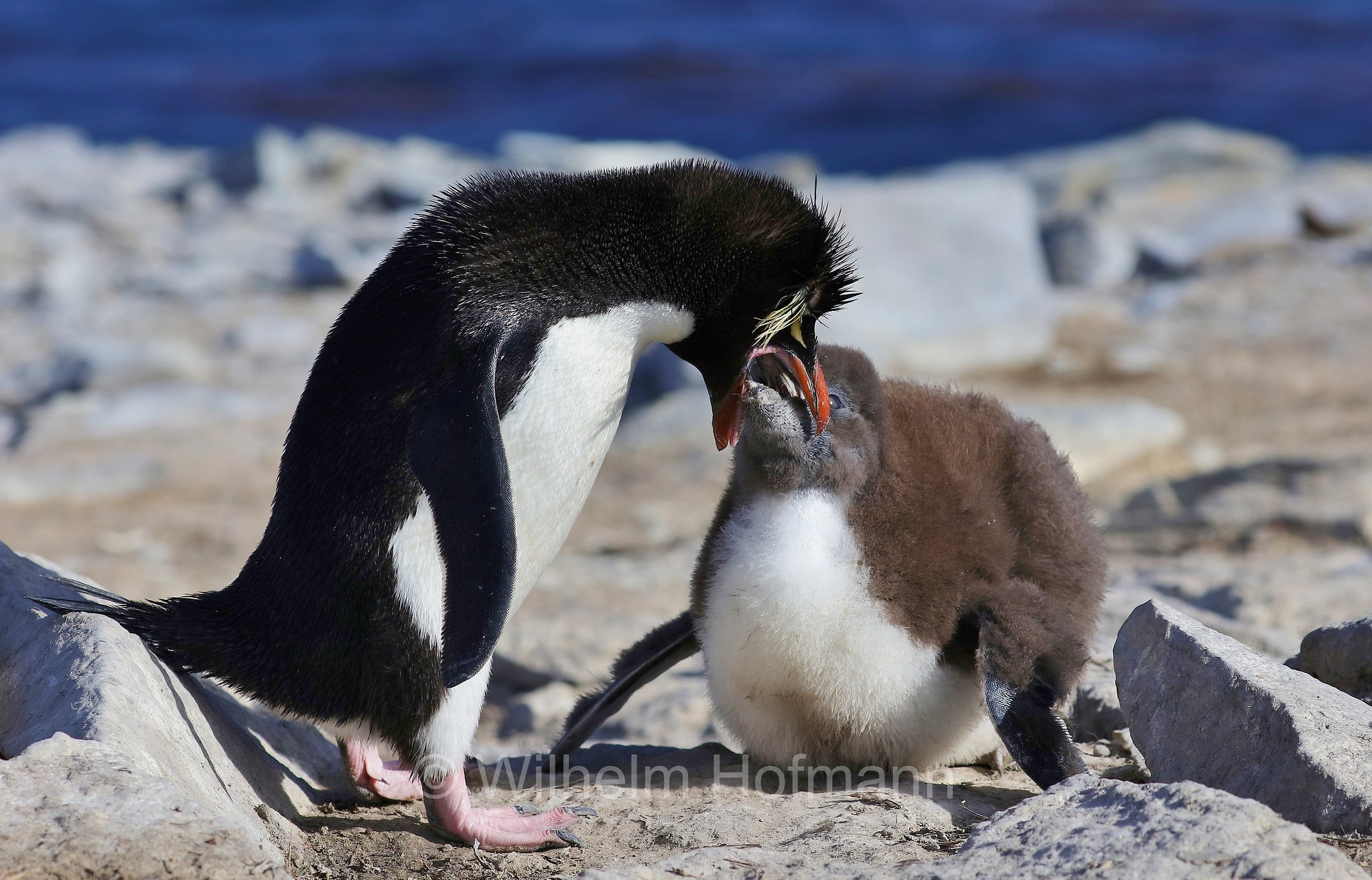 western rockhopper penguin, Felsenpinguin, pinguino saltarocce, Eudyptes chrysocome, Bleaker Island, Isla María, Falkland Islands, Falklandinseln, Isole Falkland
