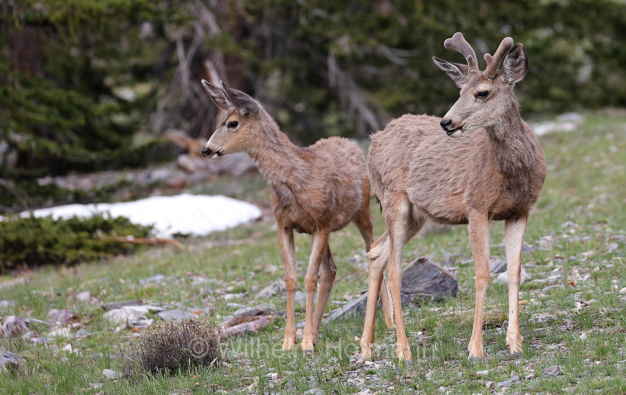 Odocoileus hemionus hemionus, Rocky Mountain Mule Deer, Rocky-Mountain-Maultierhirsch, cervo mulo delle Rocciose, Bristlecone Lakes Trailhead, Great Basin National Park, Great-Basin-Nationalpark, Parco nazionale del Great Basin, Nevada, USA