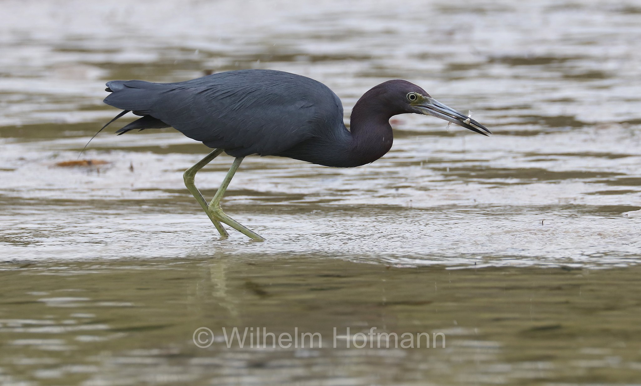 Egretta caerulea, little blue heron, Blaureiher, airone azzurro minore, Key Vista Nature Park, Florida, USA