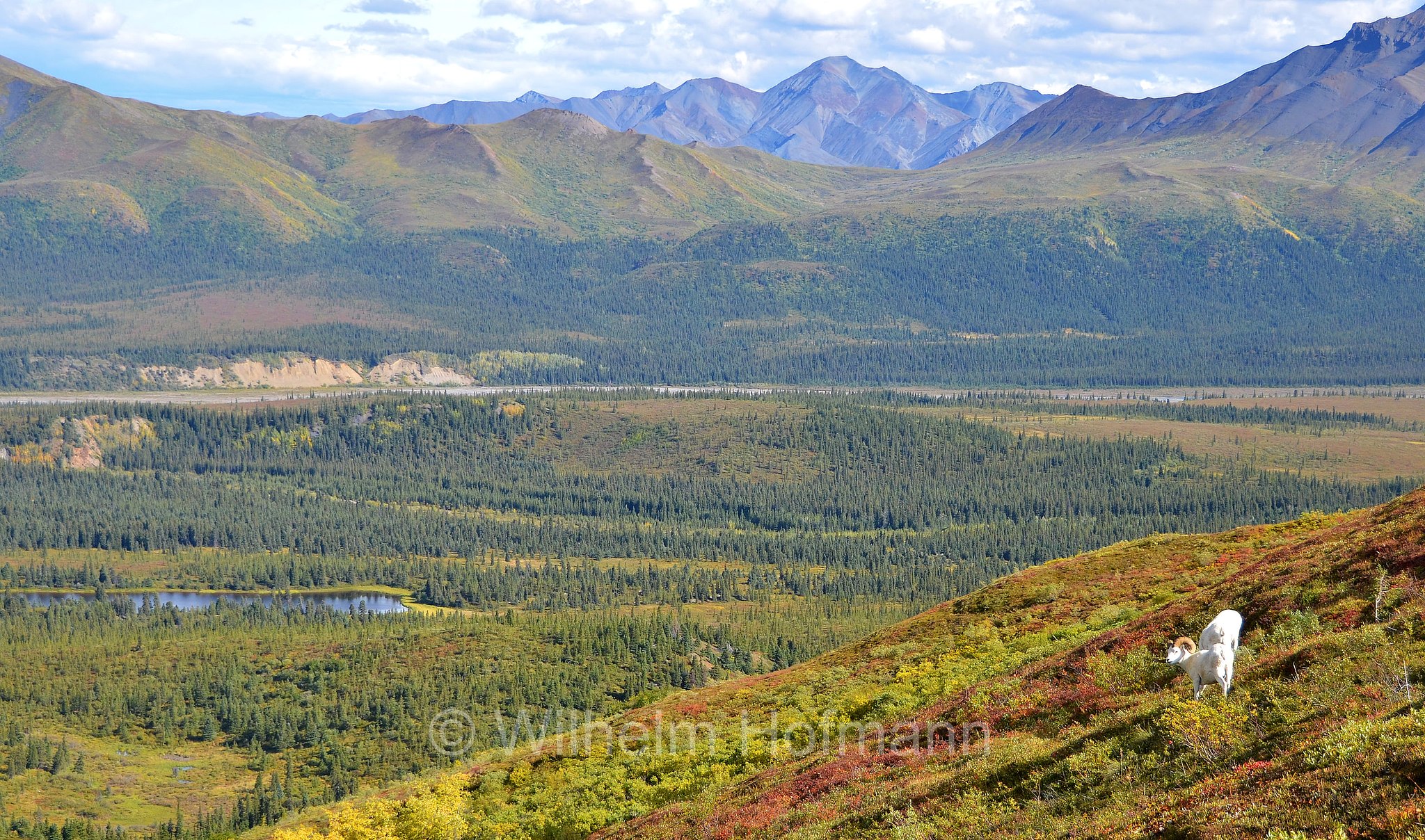 Ovis dalli, Dall sheep, thinhorn sheep, Dall-Schaf, Alaska-Schneeschaf, bighorn bianco, pecora di Dall, ariete di Dall, Sable Mountain, Denali National Park, Denali National Park and Preserve, Denali-Nationalpark, Parco nazionale del Denali, Alaska, USA