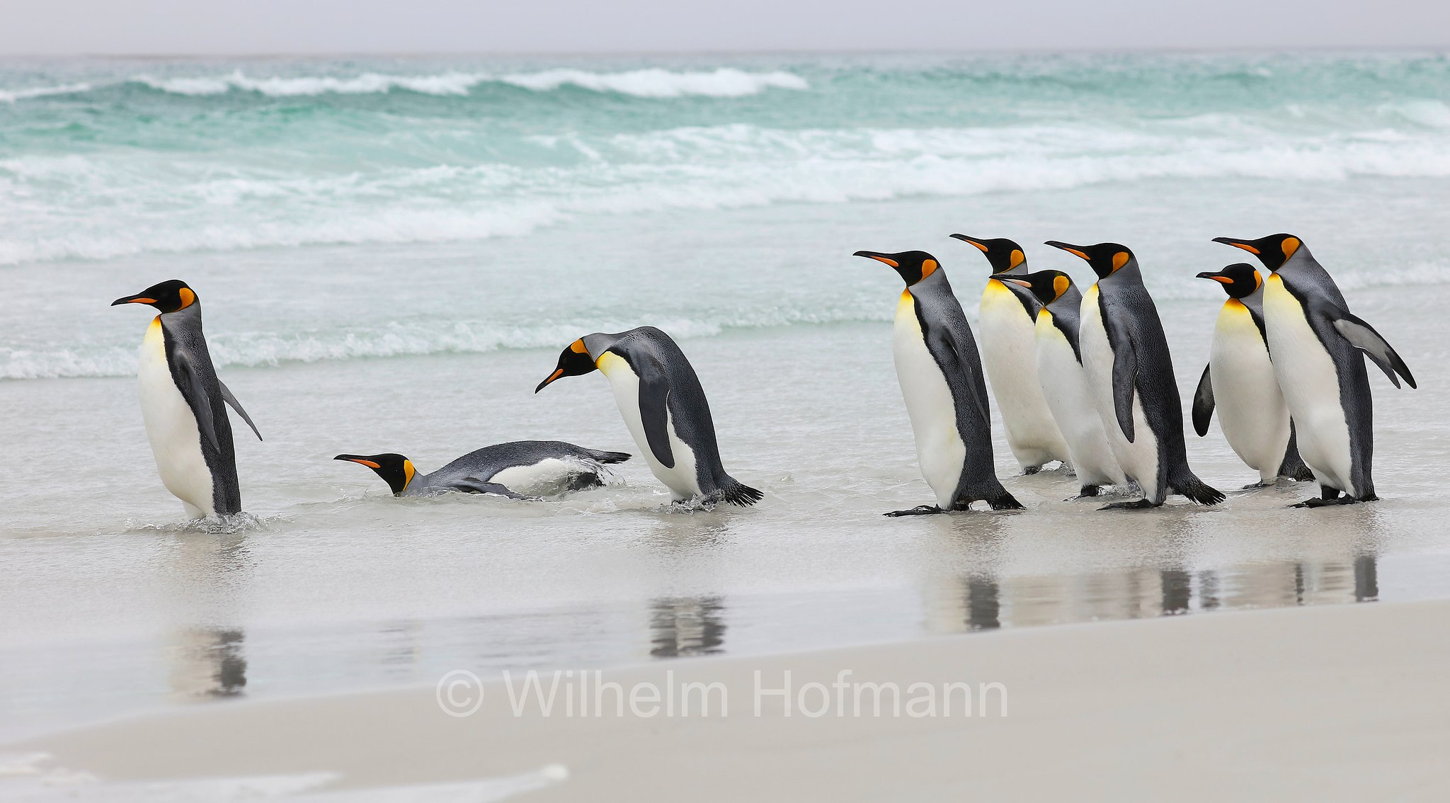 king penguin, Königspinguin, pinguino reale, Aptenodytes patagonicus, Volunteer Point, East Falkland, Ostfalkland, Falkland Orientale, Isla Soledad, Falkland Islands, Falklandinseln, Isole Falkland