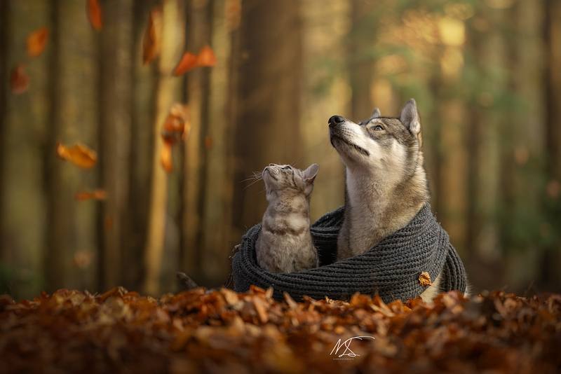 DIERENCOMBI'S