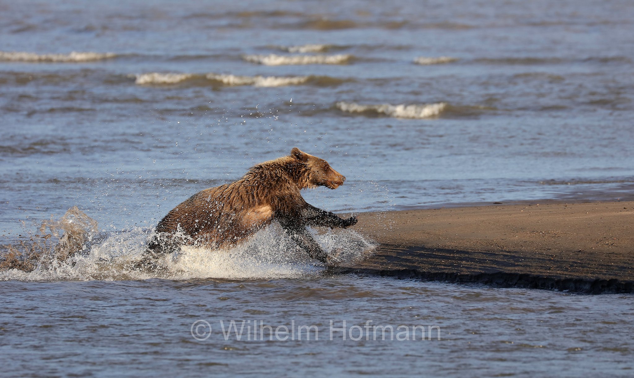 Ursus arctos gyas, Alaska Peninsula brown bear, peninsular grizzly, Alaska-Halbinsel-Braunbär, Alaska-Küstenbraunbär, Alaska-Braunbär, Großer Alaska-Braunbär, orso bruno della penisola dell'Alaska, grizzly peninsulare, grizzly costiero, grizzly gigante, Silver Salmon Creek, Lake Clark National Park, Lake Clark National Park and Preserve, Lake-Clark-Nationalpark, Parco nazionale e riserva di Lake Clark, Alaska, USA