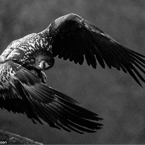 Birds Gallery