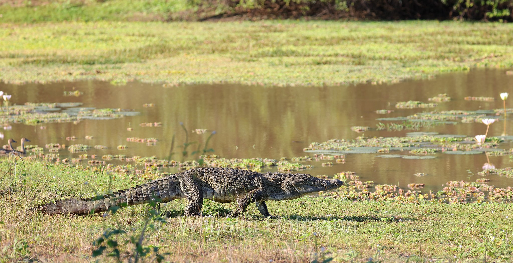 mugger crocodile, mugger, marsh crocodile, Sumpfkrokodil, coccodrillo palustre, Crocodylus palustris, Sri Lanka, Yala National Park, Yala Nationalpark, Parco nazionale di Yala