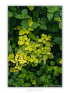 THE ONE - WILDLIFE & NATURE - "Vertical Climb" - LIMITED EDITION 5 of 5