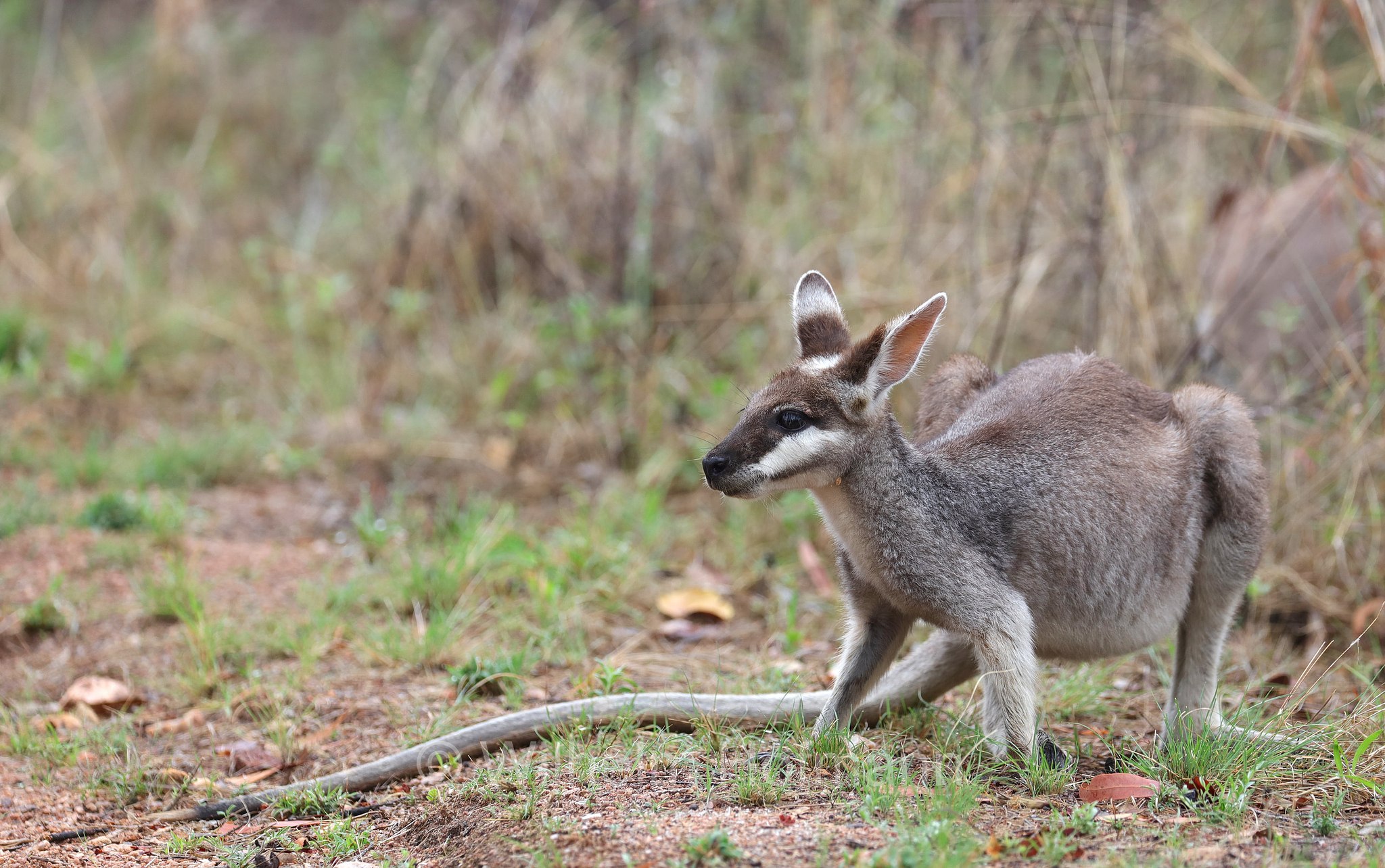 Notamacropus parryi, whiptail wallaby, pretty-faced wallaby, Hübschgesichtwallaby, wallaby di Parry, Bluff Walk, Undara Volcanic National Park, Undara-Volcanic-Nationalpark, parco nazionale Undara Volcanic, Queensland, Australia, Australien