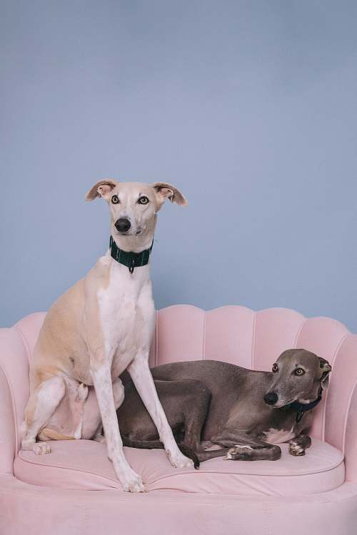 Family Portraits