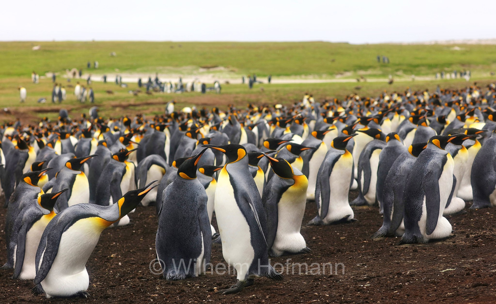 king penguin, Königspinguin, pinguino reale, Aptenodytes patagonicus, Volunteer Point, East Falkland, Ostfalkland, Falkland Orientale, Isla Soledad, Falkland Islands, Falklandinseln, Isole Falkland