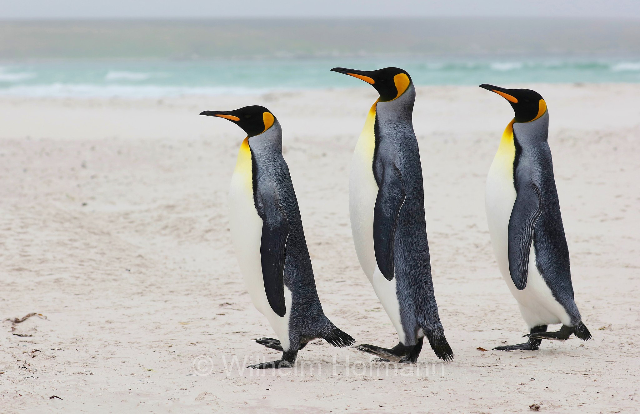 king penguin, Königspinguin, pinguino reale, Aptenodytes patagonicus, Volunteer Point, East Falkland, Ostfalkland, Falkland Orientale, Isla Soledad, Falkland Islands, Falklandinseln, Isole Falkland