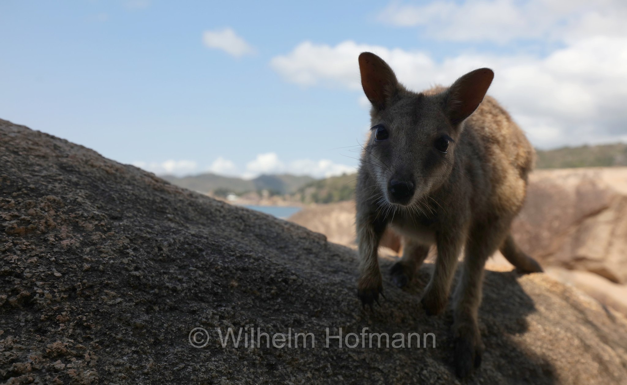 Petrogale assimilis, allied rock-wallaby, Weasel rock-wallaby, Variables Felskänguru, wallaby delle rocce alleato, Geoffrey Bay, Magnetic Island, Queensland, Australia, Australien