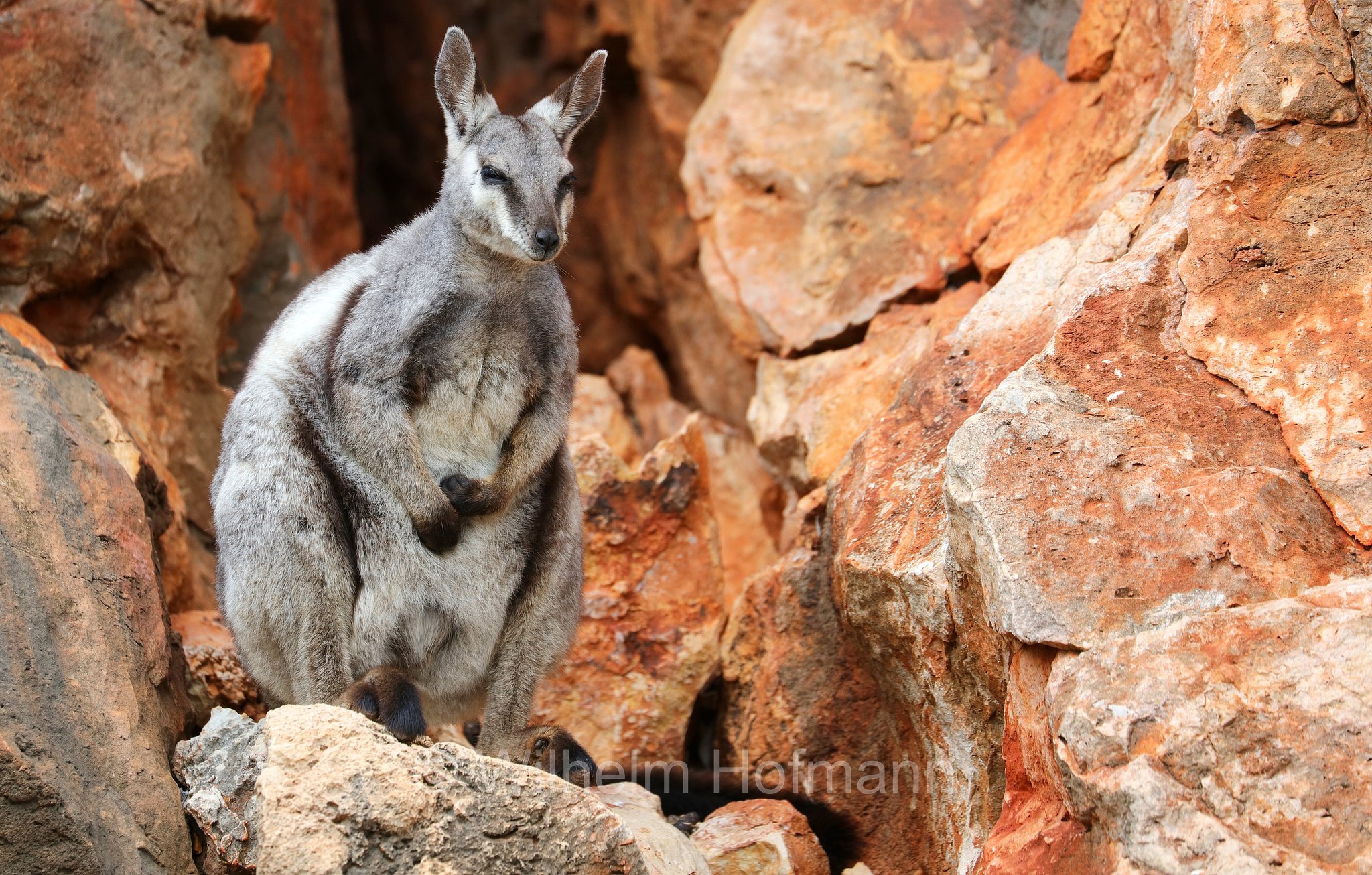 Petrogale lateralis, ﻿black-flanked rock-wallaby, black-footed rock-wallaby, warru, Schwarzpfoten-Felskänguru, wallaby delle rocce dai fianchi neri, wallaby delle rocce dai piedi neri, warru, Mandu Mandu Gorge, Cape Range National Park, Cape-Range-Nationalpark, Western Australia, Westaustralien, Australia Occidentale, Australia, Australien
