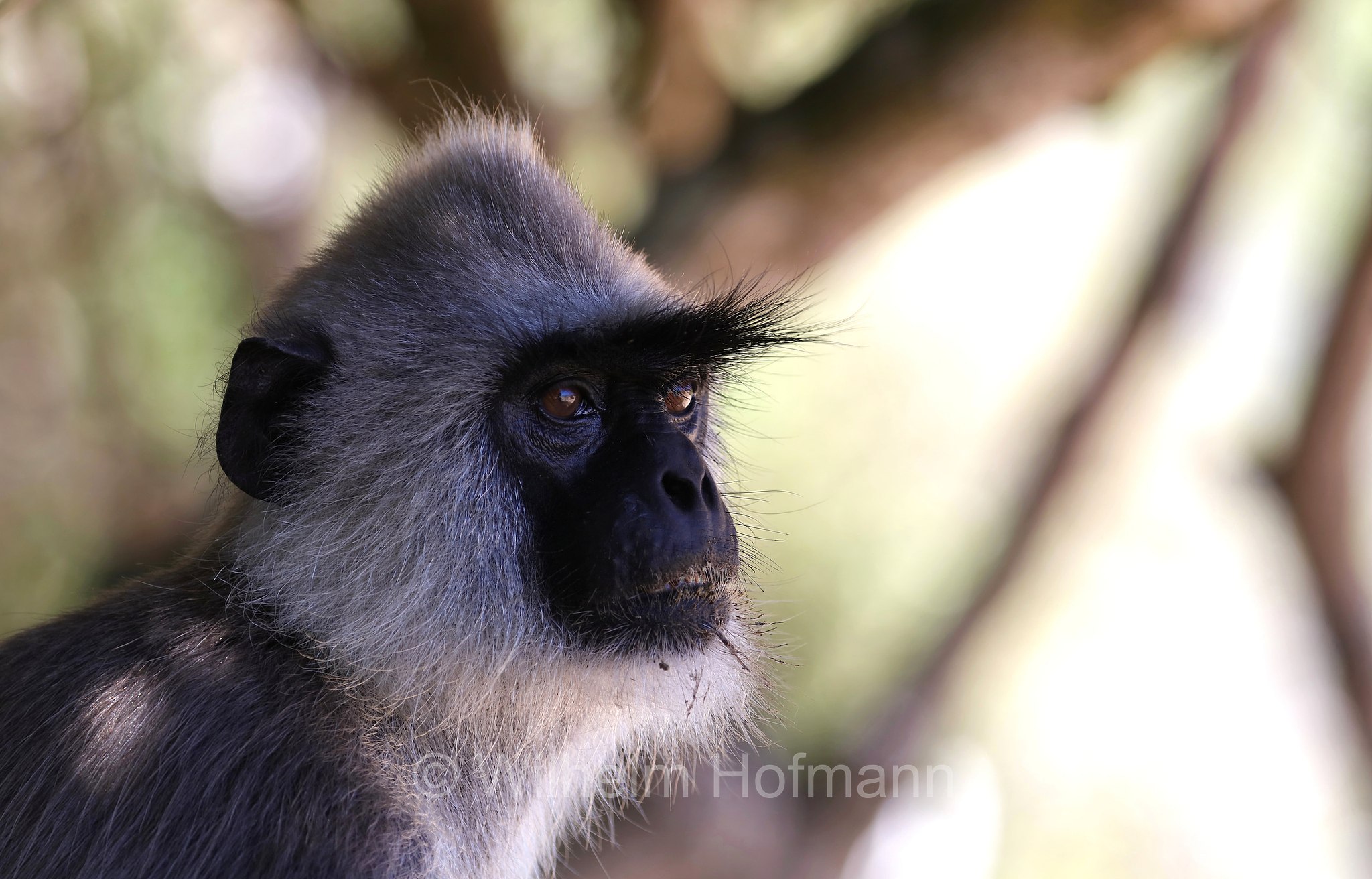 tufted gray langur, Madras gray langur, Coromandel sacred langur, Südlicher Hanuman-Langur, entello dal ciuffo, Semnopithecus priam, Sri Lanka, Southern Province, Hambantota, Hambantota District﻿, Palatupana Beach