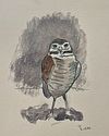 Perched-Burrowing Owl