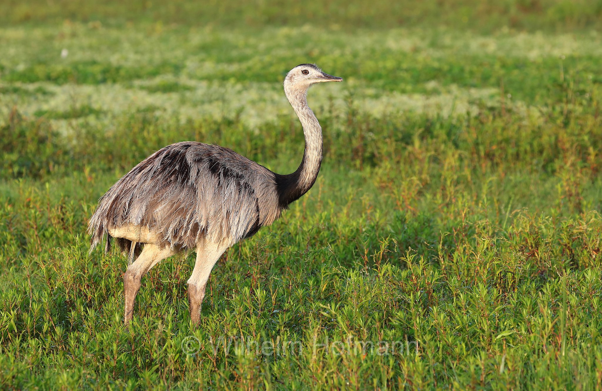 greater rhea, grey rhea, common rhea, American rhea, ema, ñandú, Nandu, Großer Nandu, nandù comune, nandù grigio, nandù maggiore, nandù americano, Iberá Wetlands, Esteros del Iberá, Corrientes, Argentina, Argentinien
