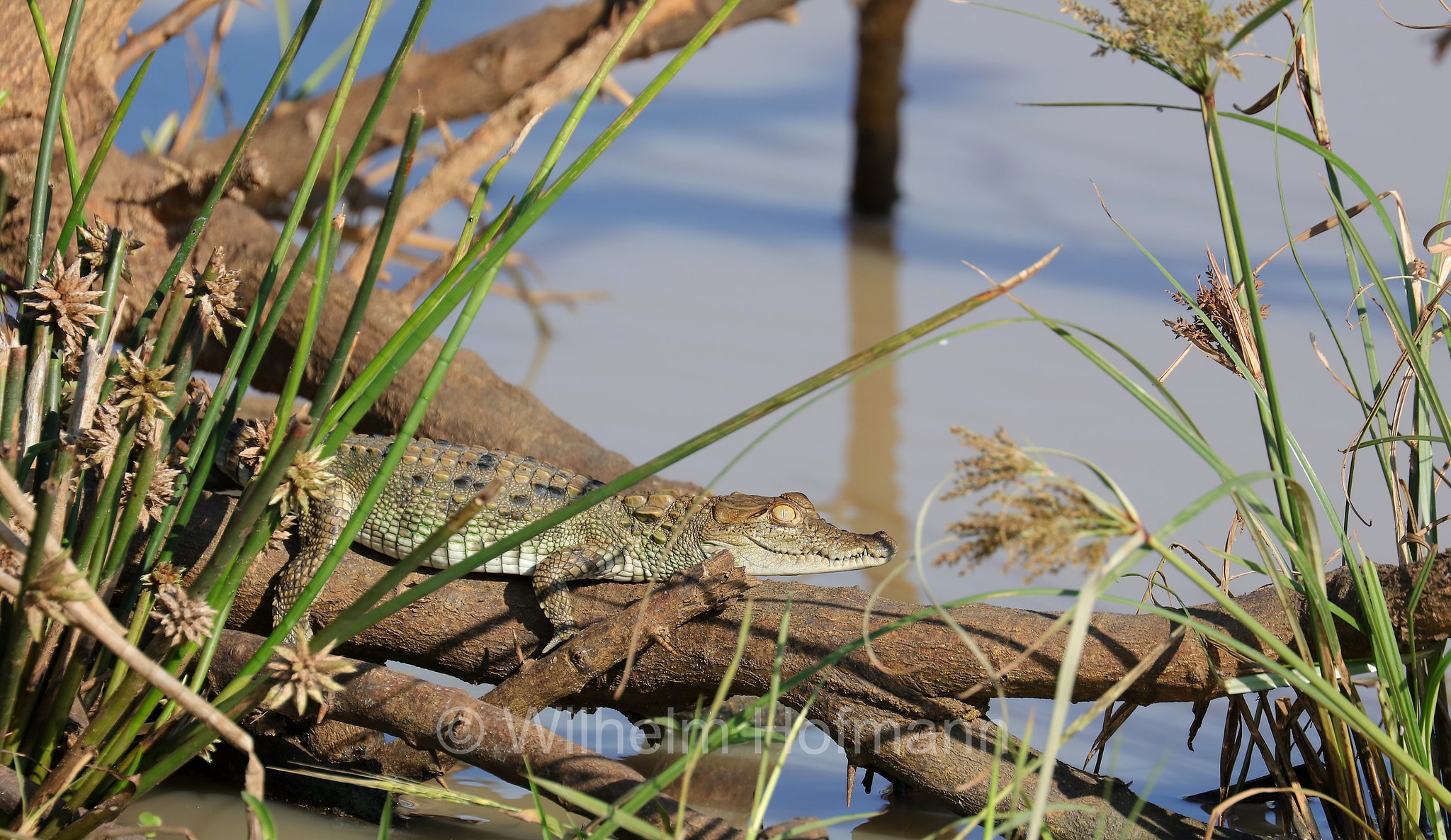 mugger crocodile, mugger, marsh crocodile, Sumpfkrokodil, coccodrillo palustre, Crocodylus palustris, Sri Lanka, Yala National Park, Yala Nationalpark, Parco nazionale di Yala
