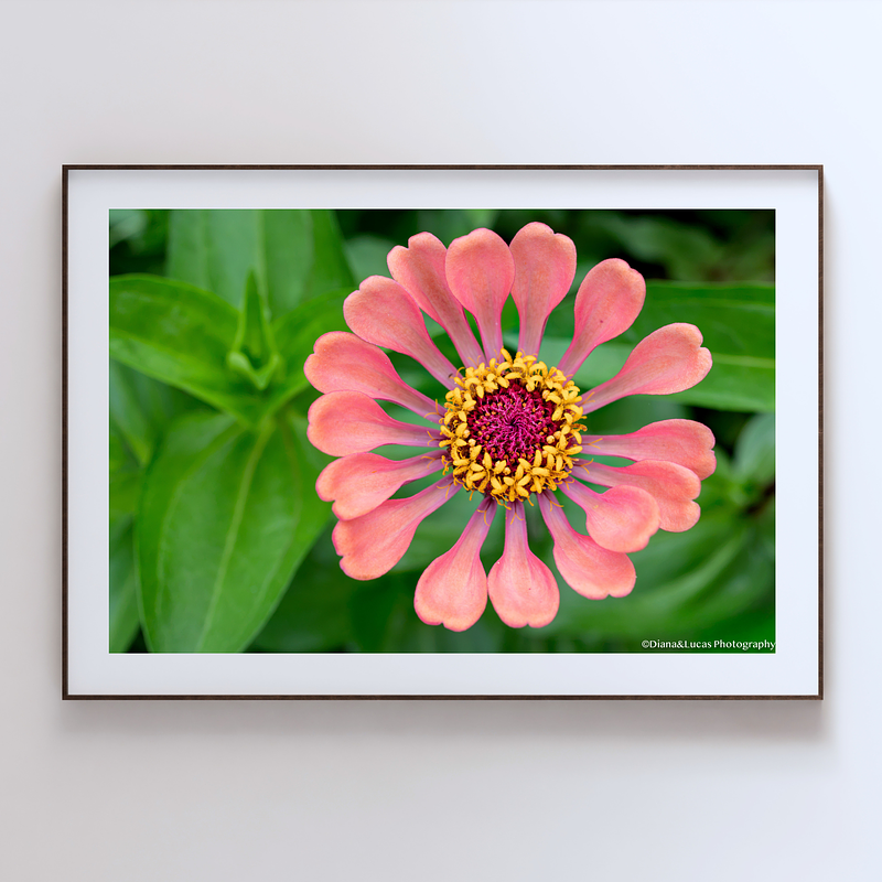 THE ONE - WILDLIFE & NATURE - "Plush Zinnia" - LIMITED EDITION 3 of 5