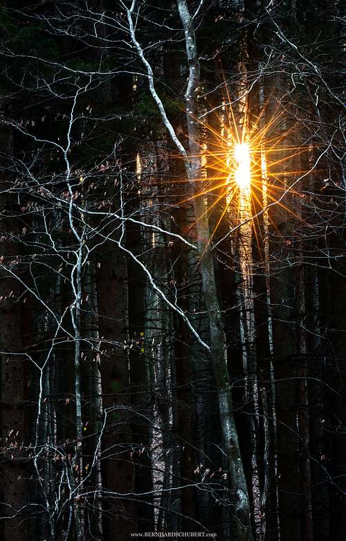 Double sunstar
