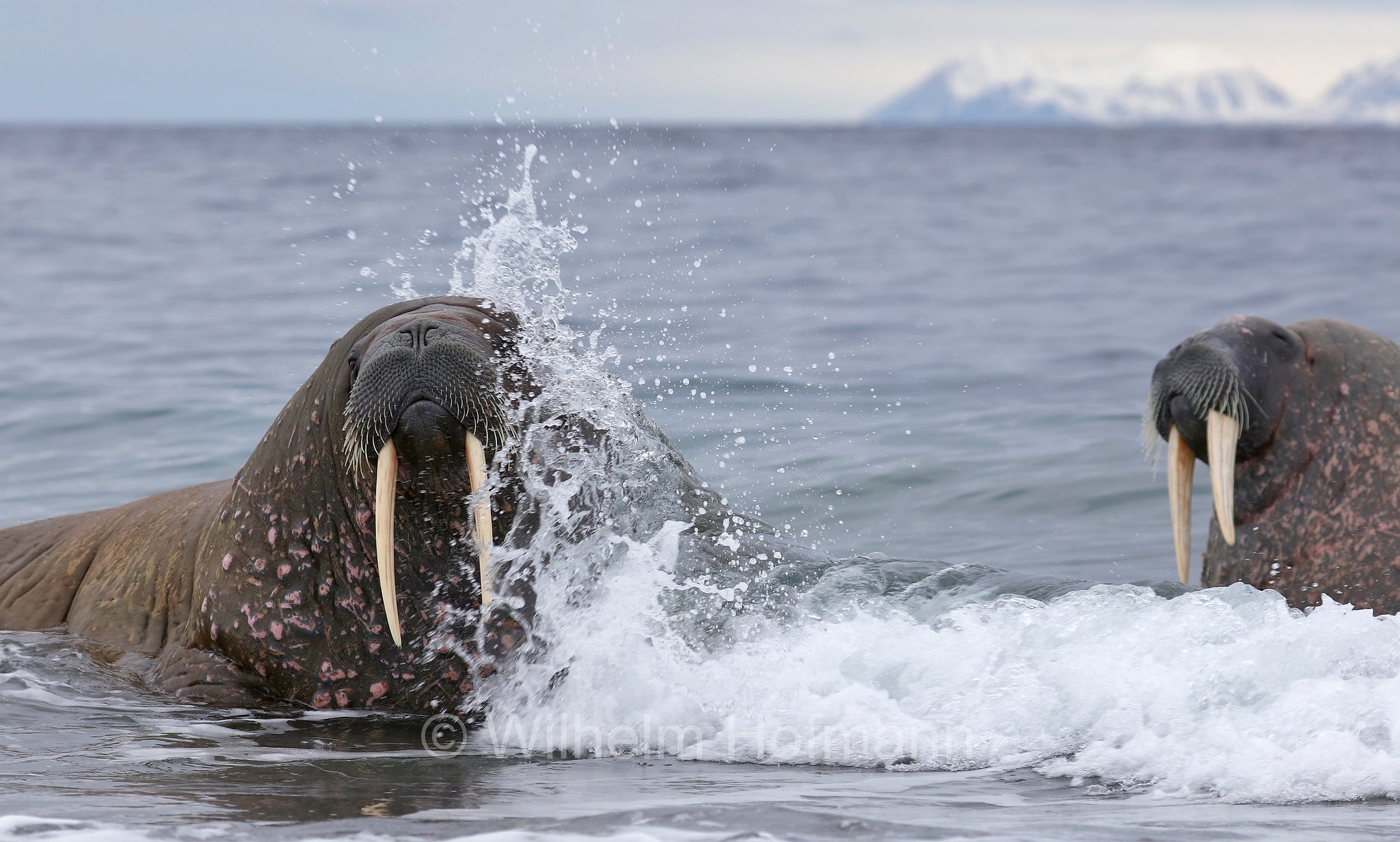 Odobenus rosmarus rosmarus, Atlantic walrus, Atlantisches Walross, tricheco dell'Atlantico, Forlandet National Park, Forlandet-Nationalpark, parco nazionale Forlandet, Prins Karls Forland, Prinz-Karl-Vorland, Svalbard, Spitzbergen, Norway, Norwegen, Norvegia