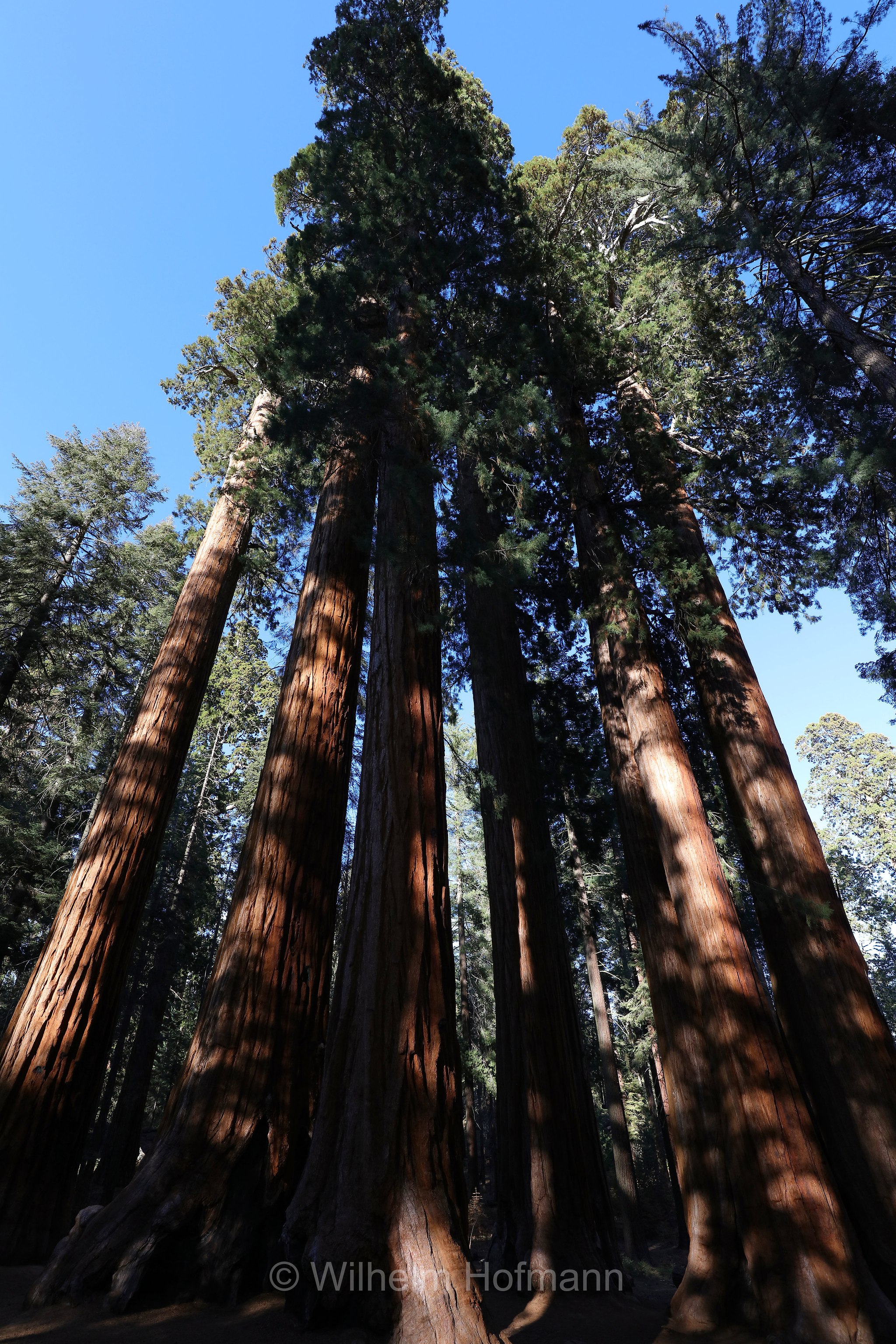 Parker Group Sequoias, Crescent Meadow Road, Sequoia National Park, Sequoia-Nationalpark, Parco nazionale di Sequoia, California, Kalifornien, USA