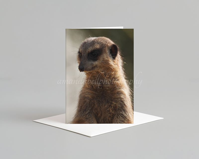 Meerkat Card Pack