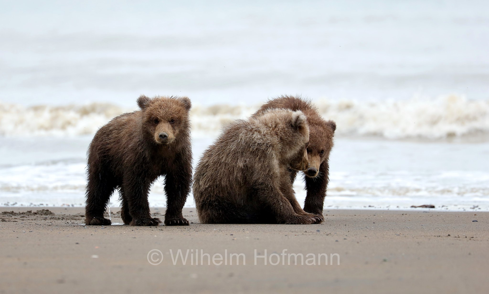 Ursus arctos gyas, Alaska Peninsula brown bear, peninsular grizzly, Alaska-Halbinsel-Braunbär, Alaska-Küstenbraunbär, Alaska-Braunbär, Großer Alaska-Braunbär, orso bruno della penisola dell'Alaska, grizzly peninsulare, grizzly costiero, grizzly gigante, Silver Salmon Creek, Lake Clark National Park, Lake Clark National Park and Preserve, Lake-Clark-Nationalpark, Parco nazionale e riserva di Lake Clark, Alaska, USA