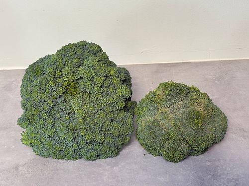 Store-bought vs. homegrown broccoli