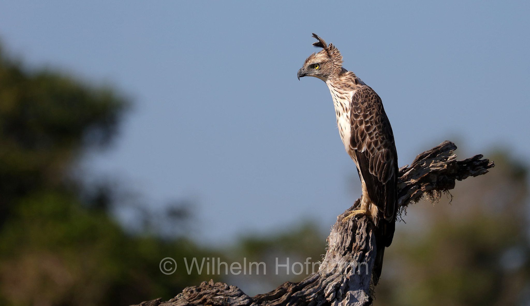 changeable hawk-eagle, crested hawk-eagle, marsh hawk-eagle, Indian crested hawk-eagle, Haubenadler, aquila dal ciuffo variabile, Nisaetus cirrhatus, Sri Lanka, Yala National Park, Yala Nationalpark, Parco nazionale di Yala