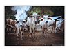 THE ONE - WILDLIFE & NATURE - "Who's Watching Who" - LIMITED EDITION 5 of 5