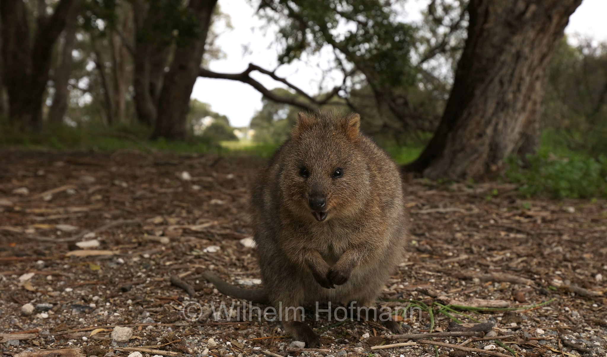 Setonix brachyurus, quokka, Quokka, Kurzschwanzkänguru, Rottnest Island, Rotto, Wadjemup, Isola Rottnest, Western Australia, Westaustralien, Australia Occidentale, Australia, Australien