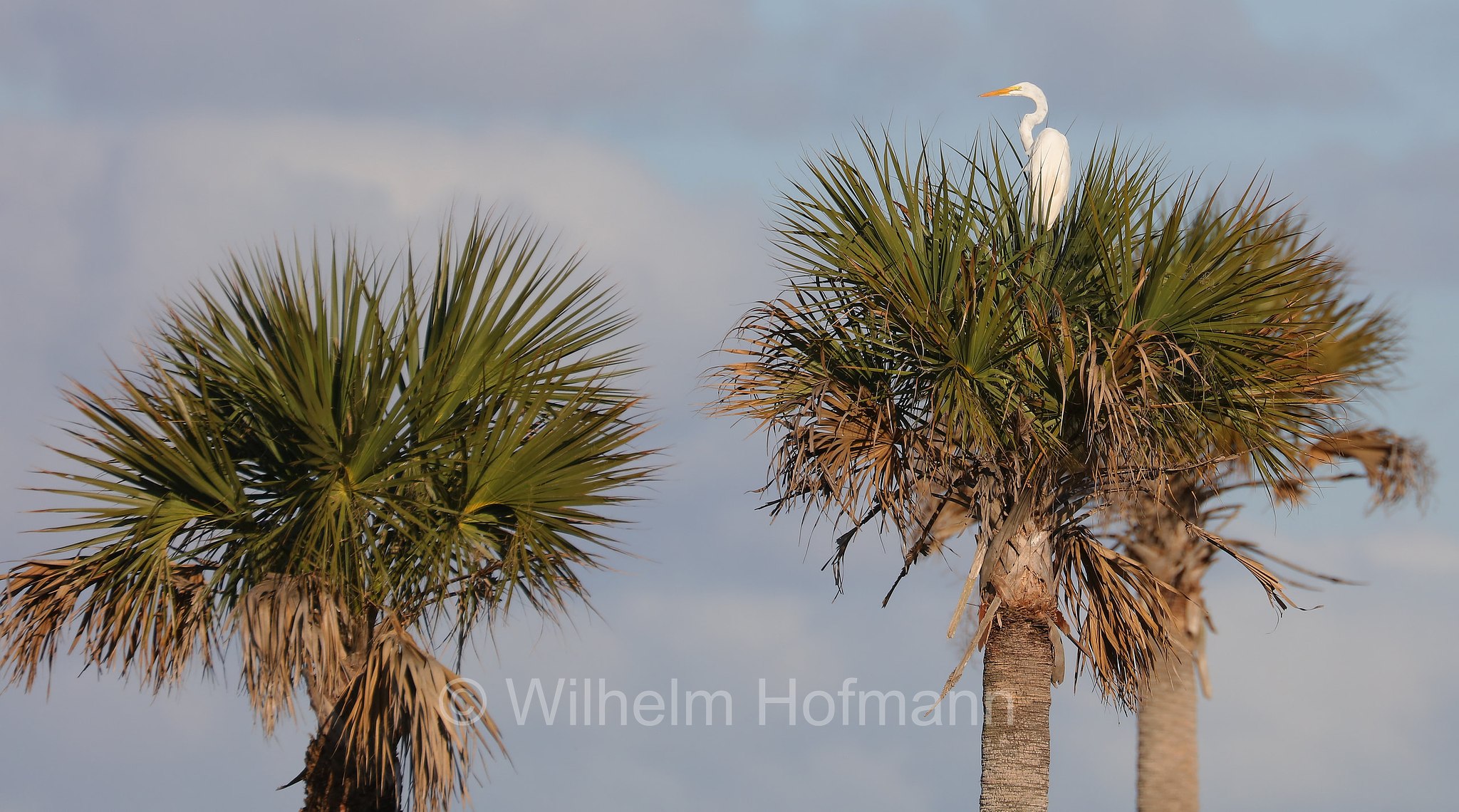 Ardea alba egretta, great egret, common egret, large egret, great white egret, great white heron, Silberreiher, airone bianco maggiore, Sevenmile Slough, Double Trailhead, Kissimmee Prairie Preserve State Park, Florida, USA