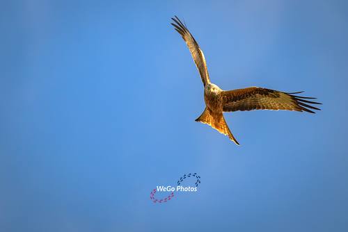 Red Kites in Wales