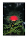 THE ONE - WILDLIFE & NATURE - "Vertical Puff" - LIMITED EDITION 5 of 5